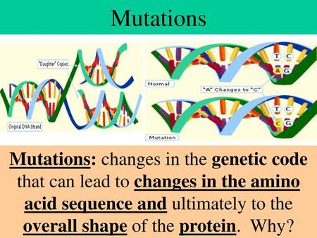 Mutations Mutations: changes in the genetic code that can lead to changes in the amino acid sequence and ultimately to the overall shape of the protein.