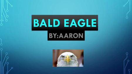 BALD EAGLE BY:AARON.