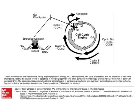 Model accounting for the mechanisms linking epipodophyllotoxin therapy, MLL fusion proteins, cell cycle progression, and the relaxation of cell cycle checkpoints,