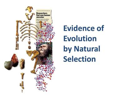 Evidence of Evolution by Natural Selection