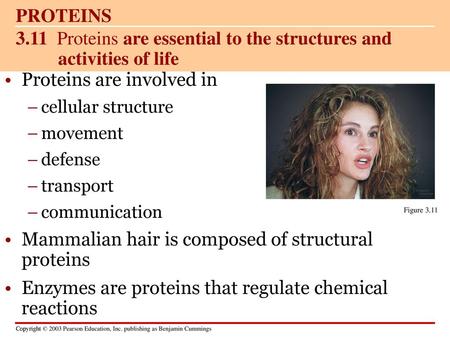 3.11 Proteins are essential to the structures and activities of life