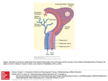 Spleen. Illustration showing the relationship of the splenic blood supply to the white pulp and the red pulp. (From Robbins Pathologic Basis of Disease,