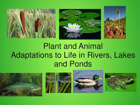 Adaptations to Life in Rivers, Lakes and Ponds