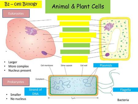 Animal & Plant Cells Eukaryotes CELL MEMBRANE RIBOSOMES CELL WALL