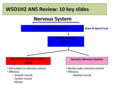 Central Nervous System (CNS)