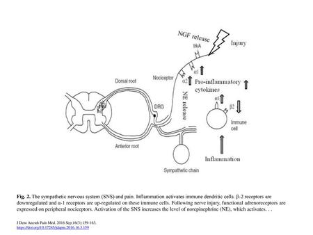 Fig. 2. The sympathetic nervous system (SNS) and pain