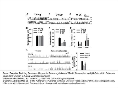 Figure 6. Effects of exercise training on aging-induced alteration of MaxiK channel activity and gating properties in mesenteric artery myocytes. (A–C)