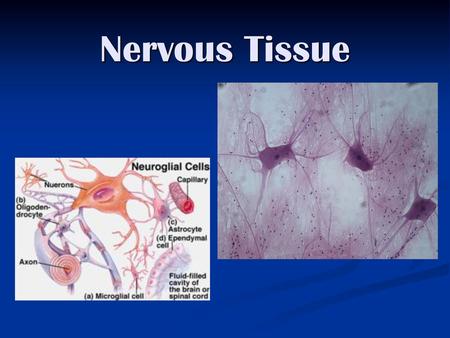 Nervous Tissue.