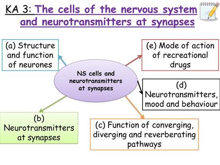 NS cells and neurotransmitters at synapses