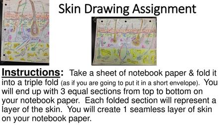 Skin Drawing Assignment