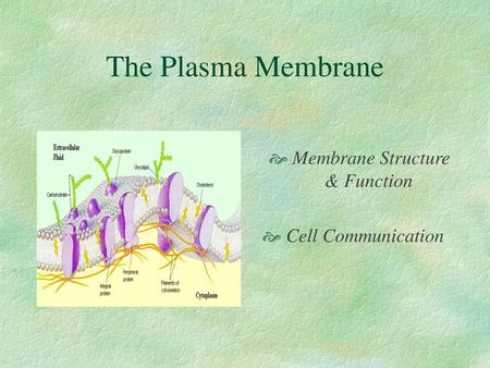 Membrane Structure & Function