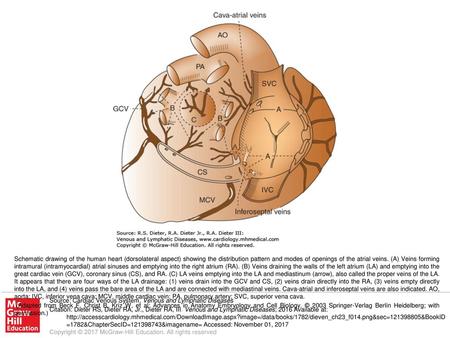 (Adapted from Beck F, Christ B, Kriz W, et al: Advances in Anatomy Embryology and Cell Biology. © 2003 Springer-Verlag Berlin Heidelberg; with permission.)