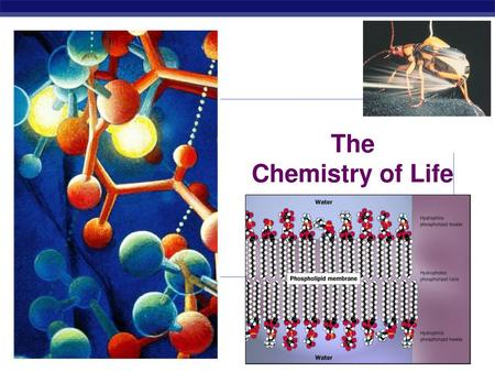 The Chemistry of Life Domains of Study Domain of BioMolecules