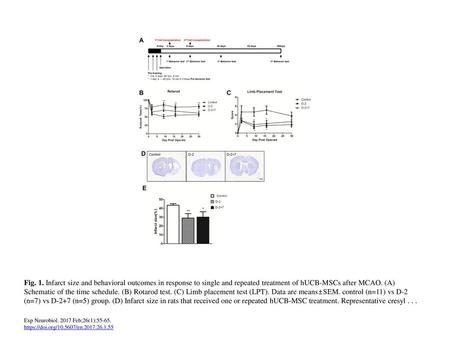 Fig. 1. Infarct size and behavioral outcomes in response to single and repeated treatment of hUCB-MSCs after MCAO. (A) Schematic of the time schedule.