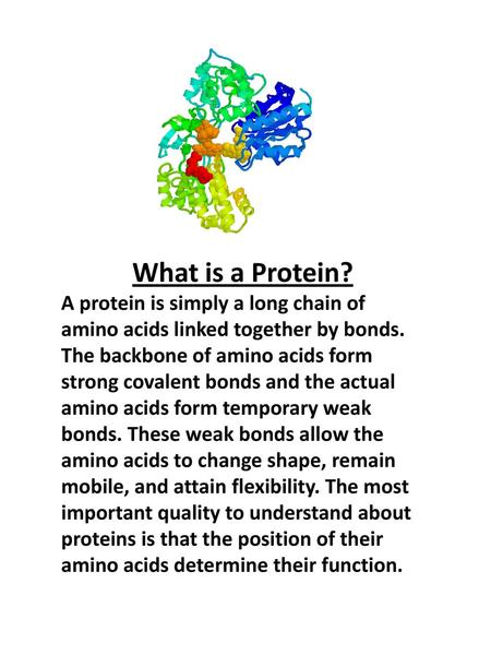 What is a Protein? A protein is simply a long chain of amino acids linked together by bonds. The backbone of amino acids form strong covalent bonds and.