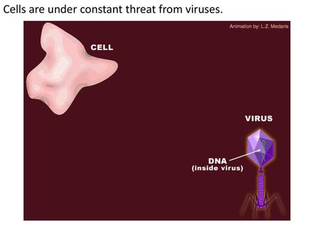 Cells are under constant threat from viruses.