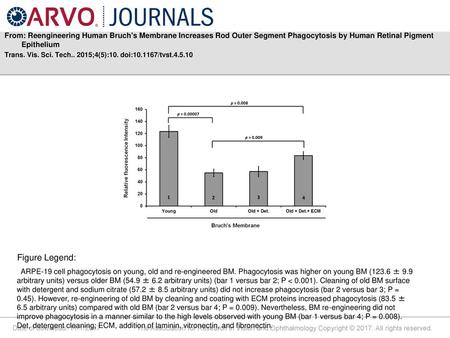 From: Reengineering Human Bruch's Membrane Increases Rod Outer Segment Phagocytosis by Human Retinal Pigment Epithelium Trans. Vis. Sci. Tech.. 2015;4(5):10.