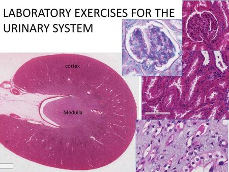 LABORATORY EXERCISES FOR THE URINARY SYSTEM