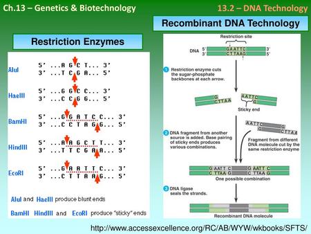 Recombinant DNA Technology