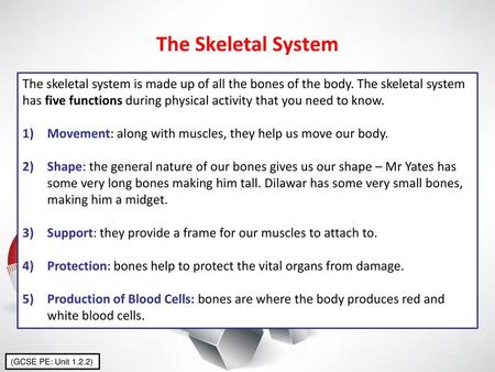 The Skeletal System The skeletal system is made up of all the bones of the body. The skeletal system has five functions during physical activity that you.