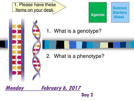 What is a genotype? What is a phenotype? Monday February 6, 2017 Day 2