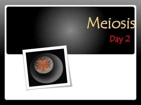 Meiosis Day 2.