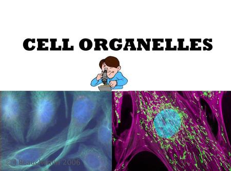 CELL ORGANELLES © J Beauchemin 2006