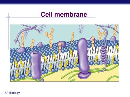 Cell membrane.