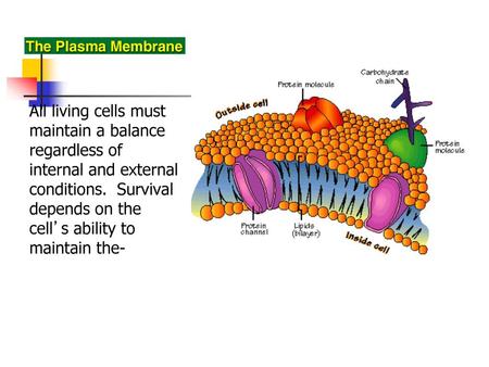 All living cells must maintain a balance regardless of internal and external conditions. Survival depends on the cell’s ability to maintain the-