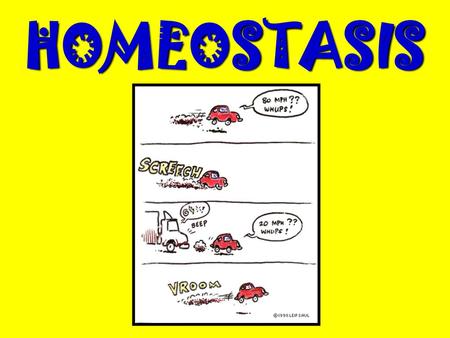 HOMEOSTASIS.