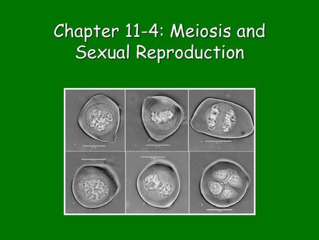 Chapter 11-4: Meiosis and Sexual Reproduction