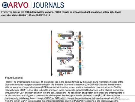 From: The loss of the PDE6 deactivating enzyme, RGS9, results in precocious light adaptation at low light levels Journal of Vision. 2008;8(1):10. doi:10.1167/8.1.10.