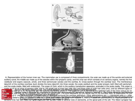 A, Representation of the human inner ear