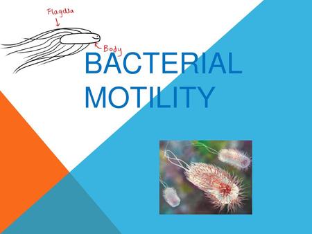 Bacterial motility.