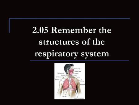 2.05 Remember the structures of the respiratory system