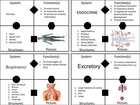 Excretory Respiratory System: Function(s): System: Function(s):