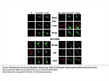 Figure 8. Colocalization of β-Arrestin2-GFP with Internalized wt and S(483–498)A Mutant PTHRs HEK-wt PTHR and HEK-S(483–498)A PTHR cells were transiently.