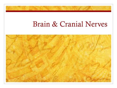 Brain & Cranial Nerves.