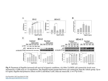 Fig. 9. Treatment of flagellin increased cell survival in hypoxic conditions. (A) After 2 h OGD, cell cytotoxicity levels were measured by a LDH assay.