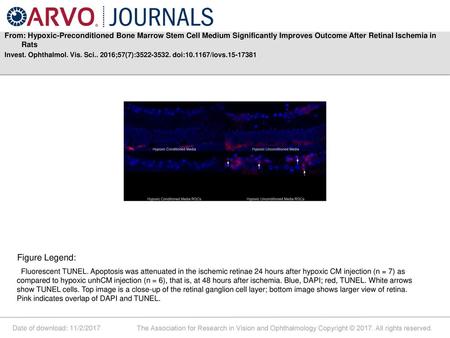 From: Hypoxic-Preconditioned Bone Marrow Stem Cell Medium Significantly Improves Outcome After Retinal Ischemia in Rats Invest. Ophthalmol. Vis. Sci..