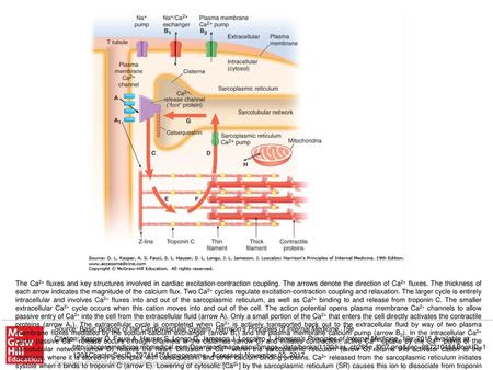 The Ca2+ fluxes and key structures involved in cardiac excitation-contraction coupling. The arrows denote the direction of Ca2+ fluxes. The thickness of.