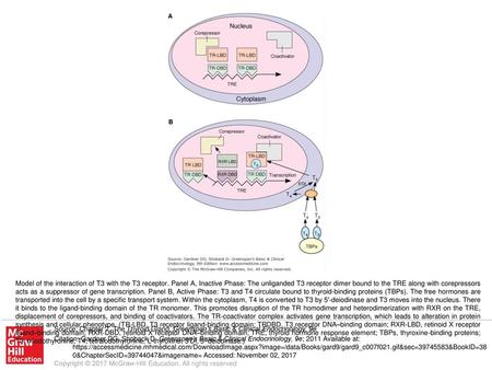 Model of the interaction of T3 with the T3 receptor