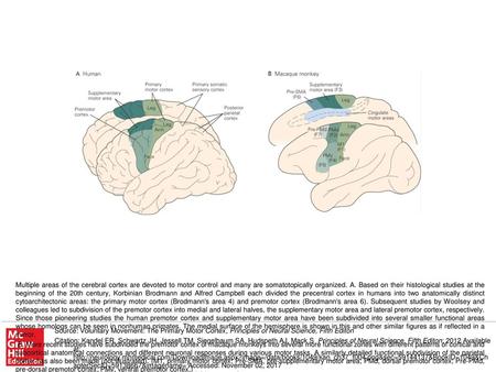 B. More recent studies have subdivided the premotor cortex of macaque monkeys into several more functional zones with different patterns of cortical and.