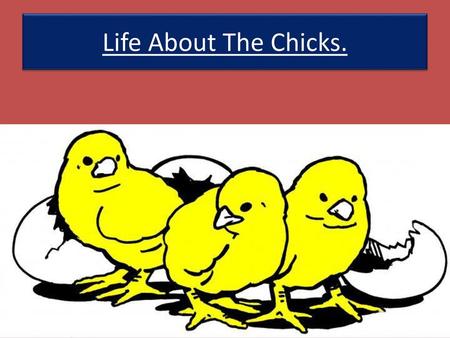 Life About The Chicks..