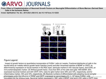 From: Effect of Coadministration of Neuronal Growth Factors on Neuroglial Differentiation of Bone Marrow–Derived Stem Cells in the Ischemic Retina Invest.