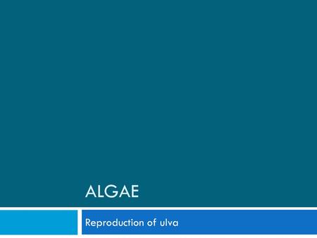 Algae Reproduction of ulva.