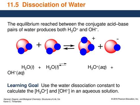 11.5 Dissociation of Water The equilibrium reached between the conjugate acid–base pairs of water produces both H3O+ and OH−. H2O(l) + H2O(l)