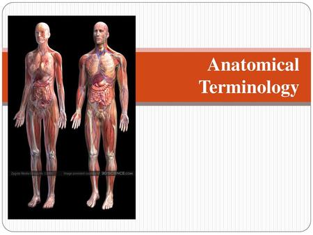 Anatomical Terminology