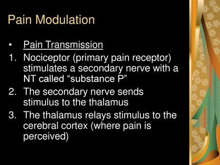 Pain Modulation Pain Transmission