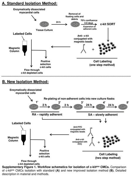 + + A. Standard Isolation Method: B. New Isolation Method: c-kit SORT